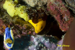 Golden moray eel & nudibranch @ Anilao by Taco Cheung 